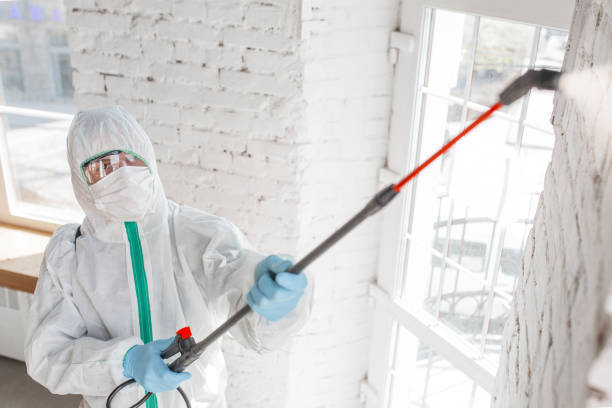 Mold Documentation for Insurance Claims in Louisville, NE