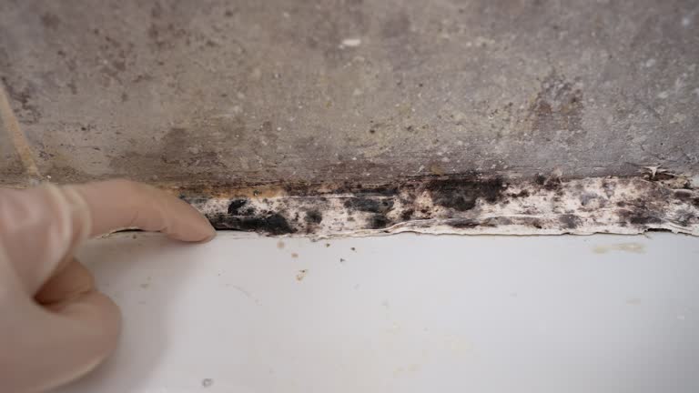 Best HVAC Mold Inspection and Cleaning  in Louisville, NE